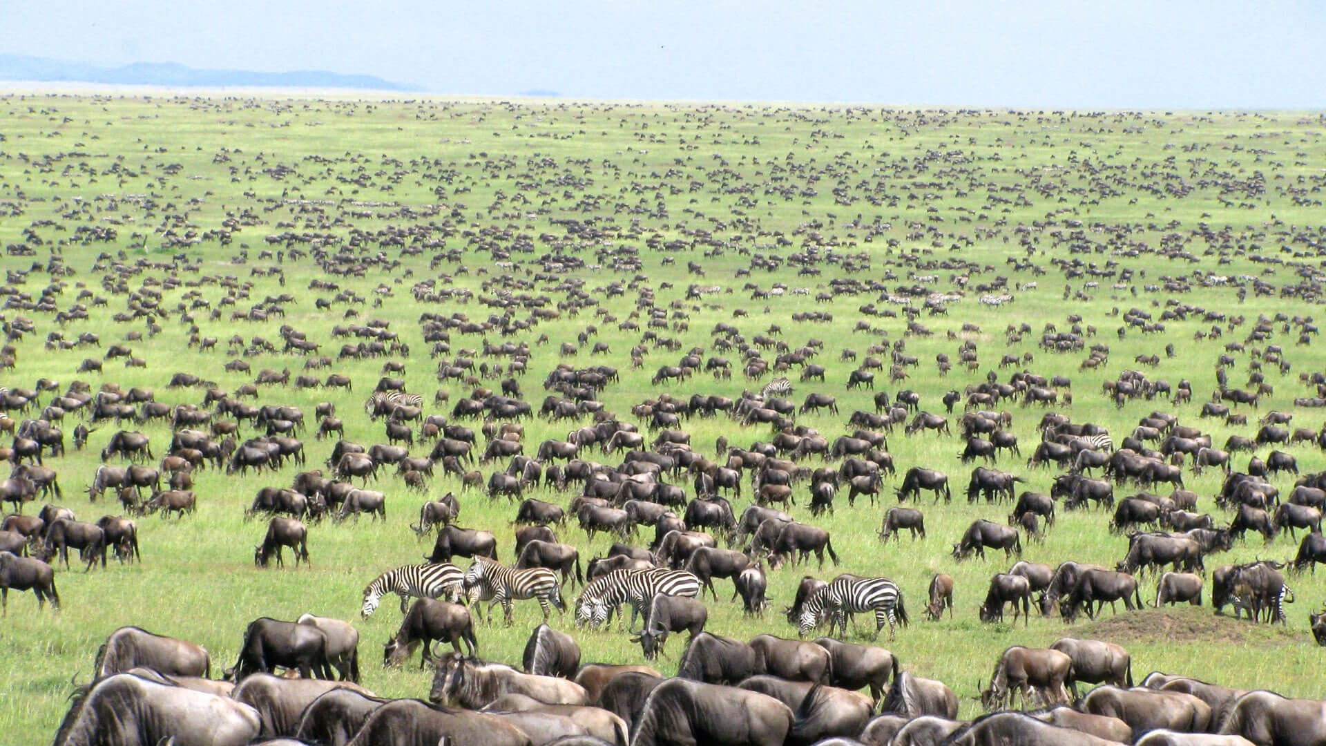 When is the best time for Mara River crossing on Wildebeest migration